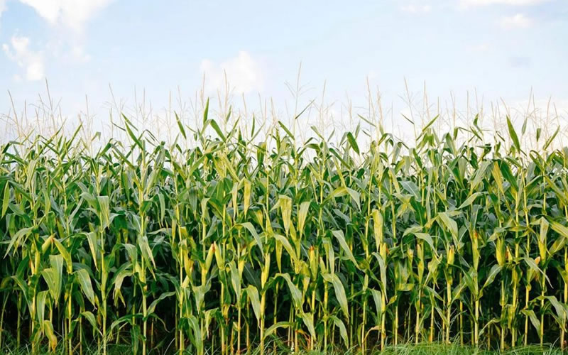 Maize Growing