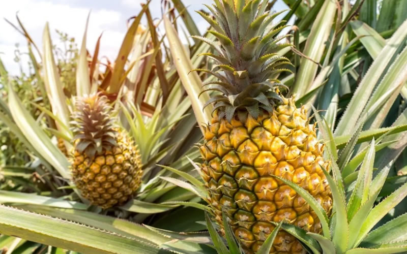 Pineapple Growing