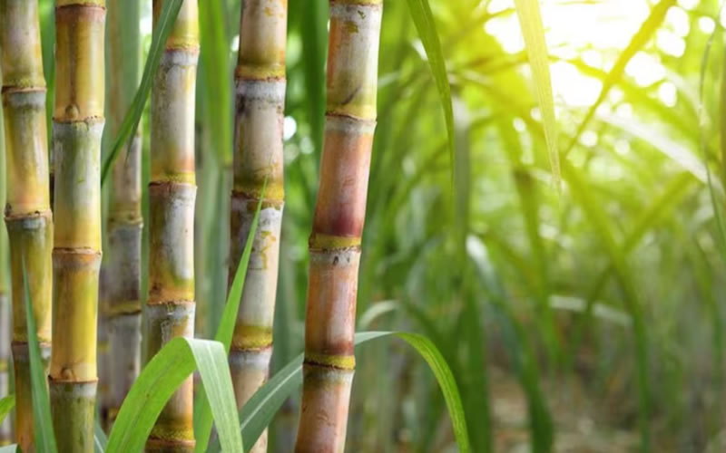 Sugar Cane Growing